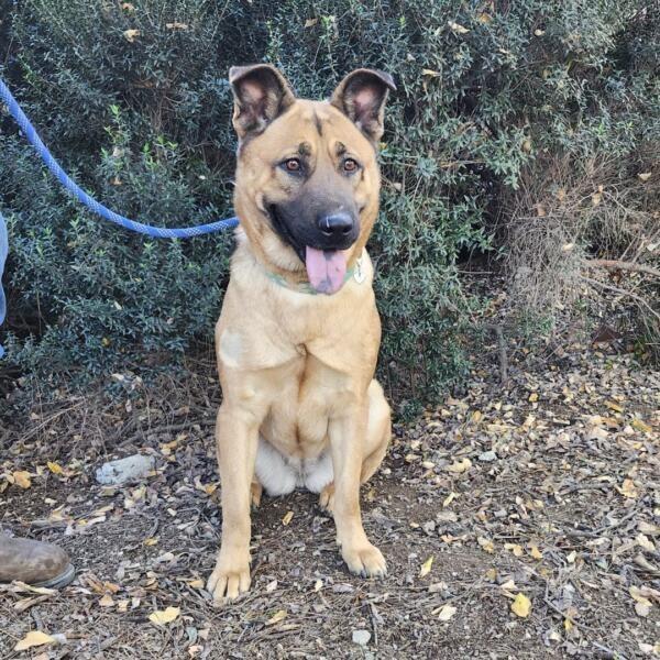 Enlarge Macy, a Adoptable Shepherd in Tehachapi, CA image 3/3