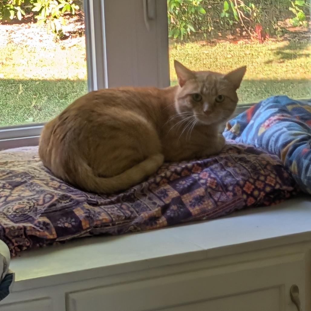 Mango, Adoptable, Adult Male Domestic Short Hair.