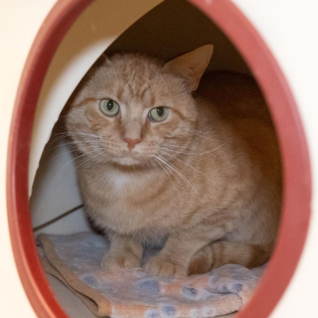 Enlarge Mango, a Adoptable Domestic Short Hair in McKean, PA image 2/5