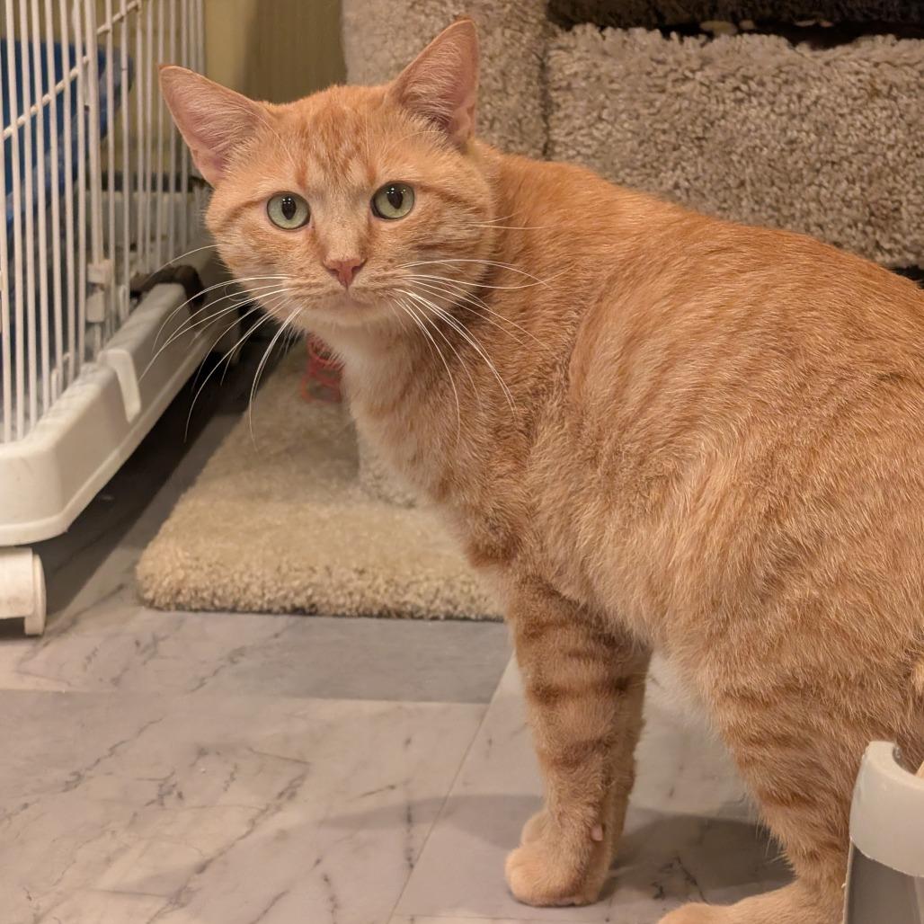 Enlarge Mango, a Adoptable Domestic Short Hair in McKean, PA image 3/5