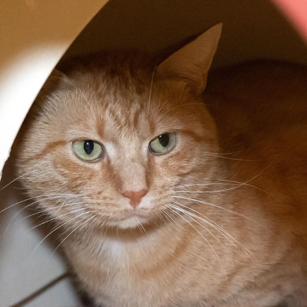 Enlarge Mango, a Adoptable Domestic Short Hair in McKean, PA image 5/5