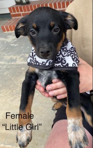 Enlarge Little Girl, a ADOPTABLE mixed breed in Calhoun, GA image 1/2