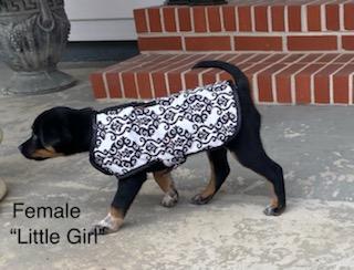 Enlarge Little Girl, a ADOPTABLE mixed breed in Calhoun, GA image 2/2