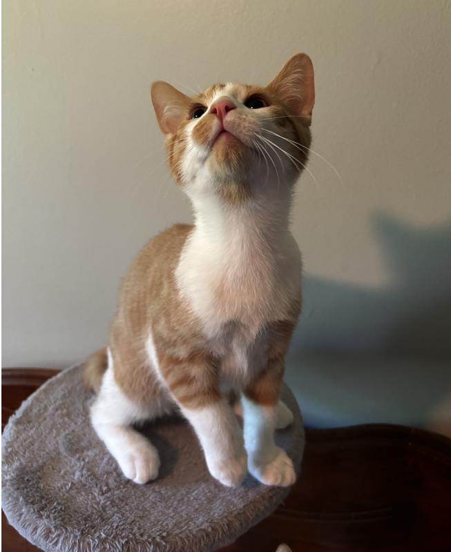 Ginny, a ADOPTABLE Domestic Short Hair in Mississauga, ON image 2/2