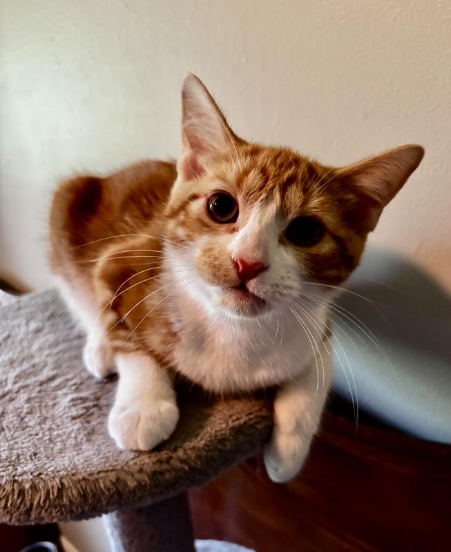 Ginny, ADOPTABLE, Kitten Female Domestic Short Hair.