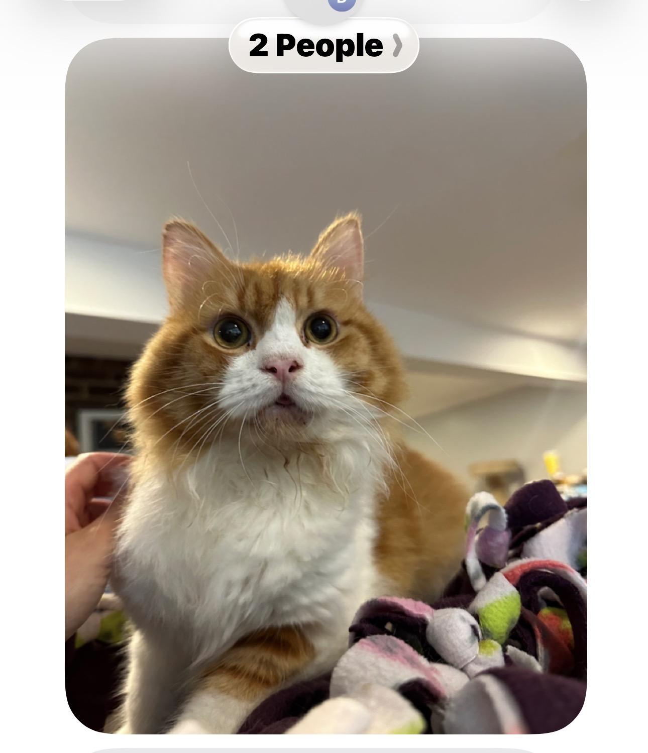Enlarge Sam (long hair, part Persian), a ADOPTABLE Persian in Fairfax, VA image 4/4