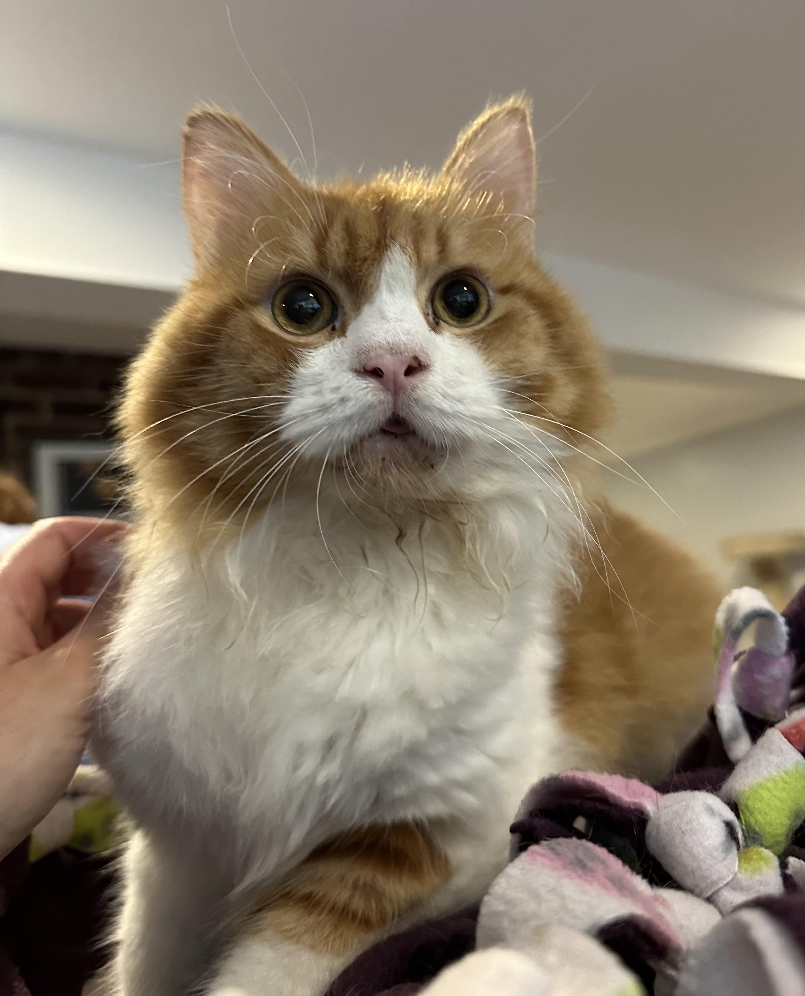 Sam (long hair, part Persian), ADOPTABLE, Young Male Persian.
