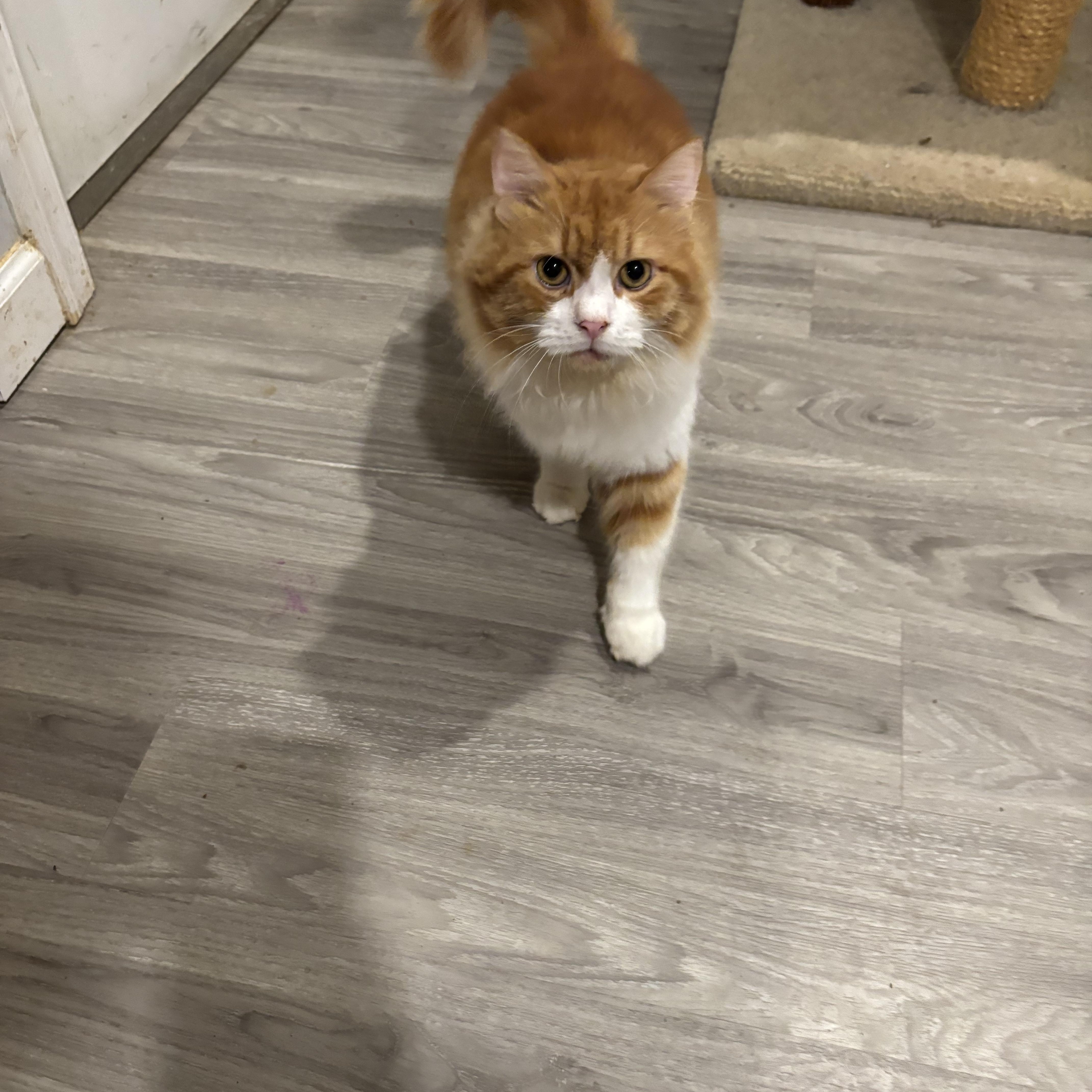 Enlarge Sam (long hair, part Persian), a ADOPTABLE Persian in Fairfax, VA image 2/4