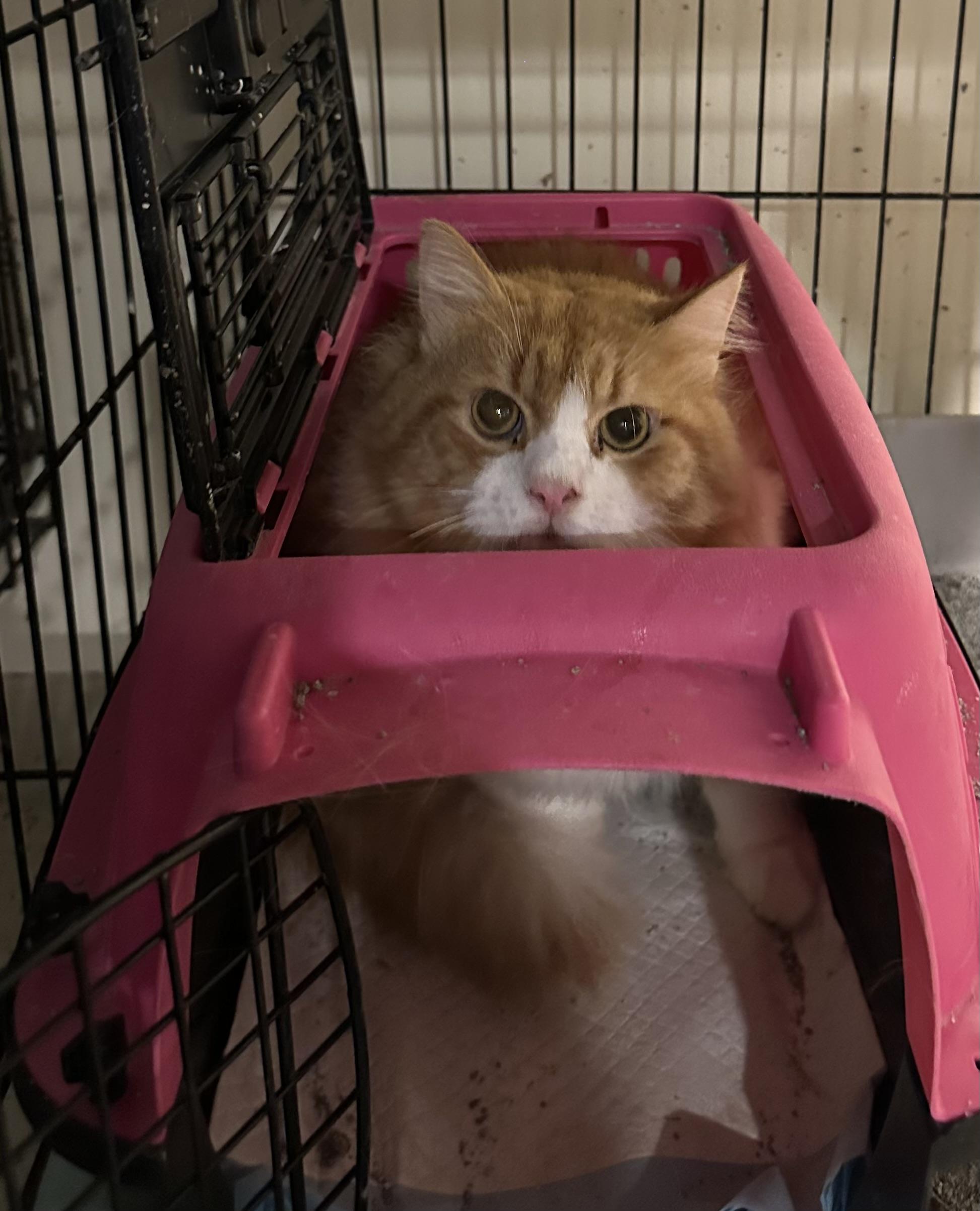 Enlarge Sam (long hair, part Persian), a ADOPTABLE Persian in Fairfax, VA image 3/4