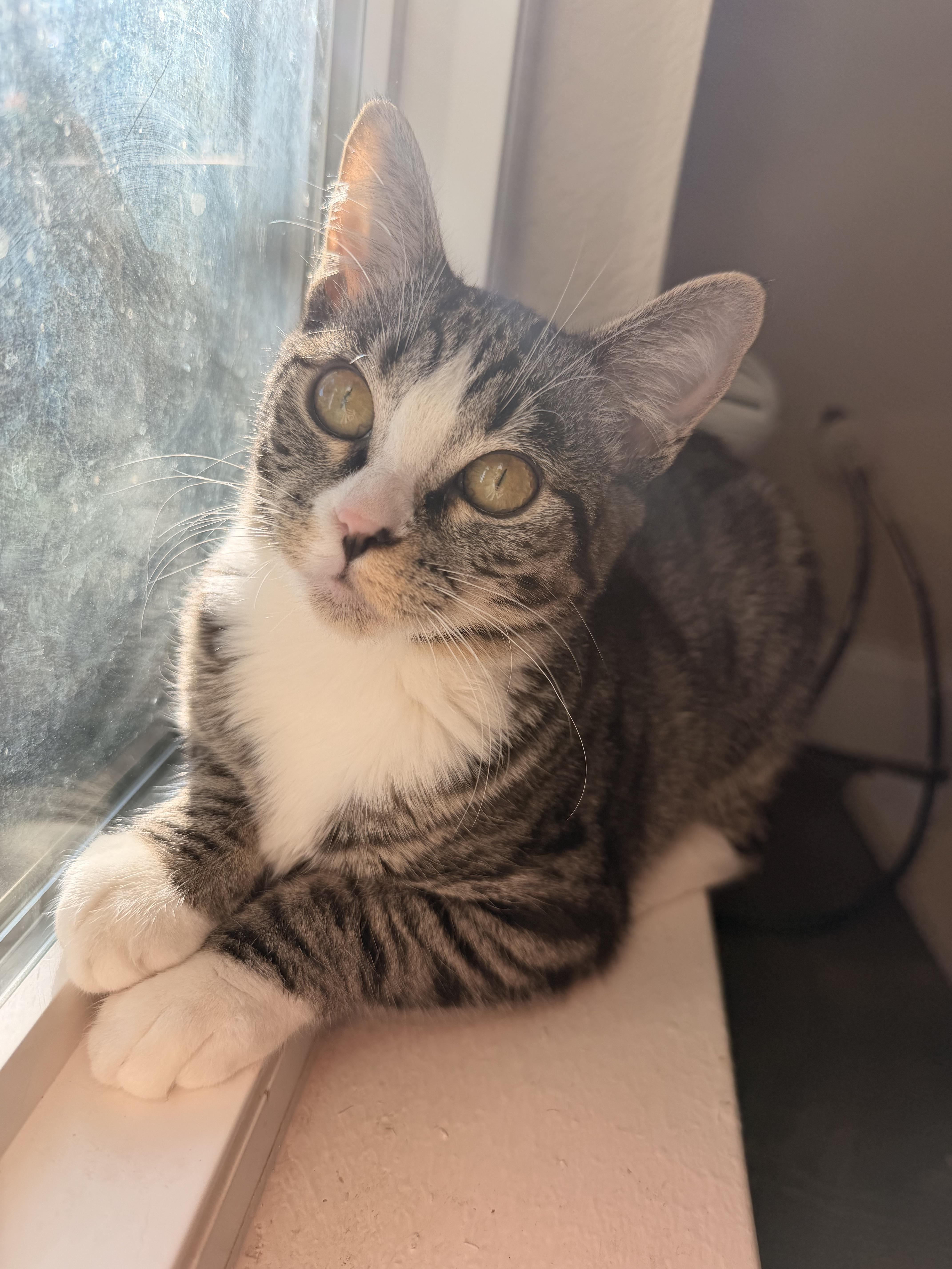 Enlarge Nibbler, an adopted Domestic Short Hair in Davis, CA image 4/6