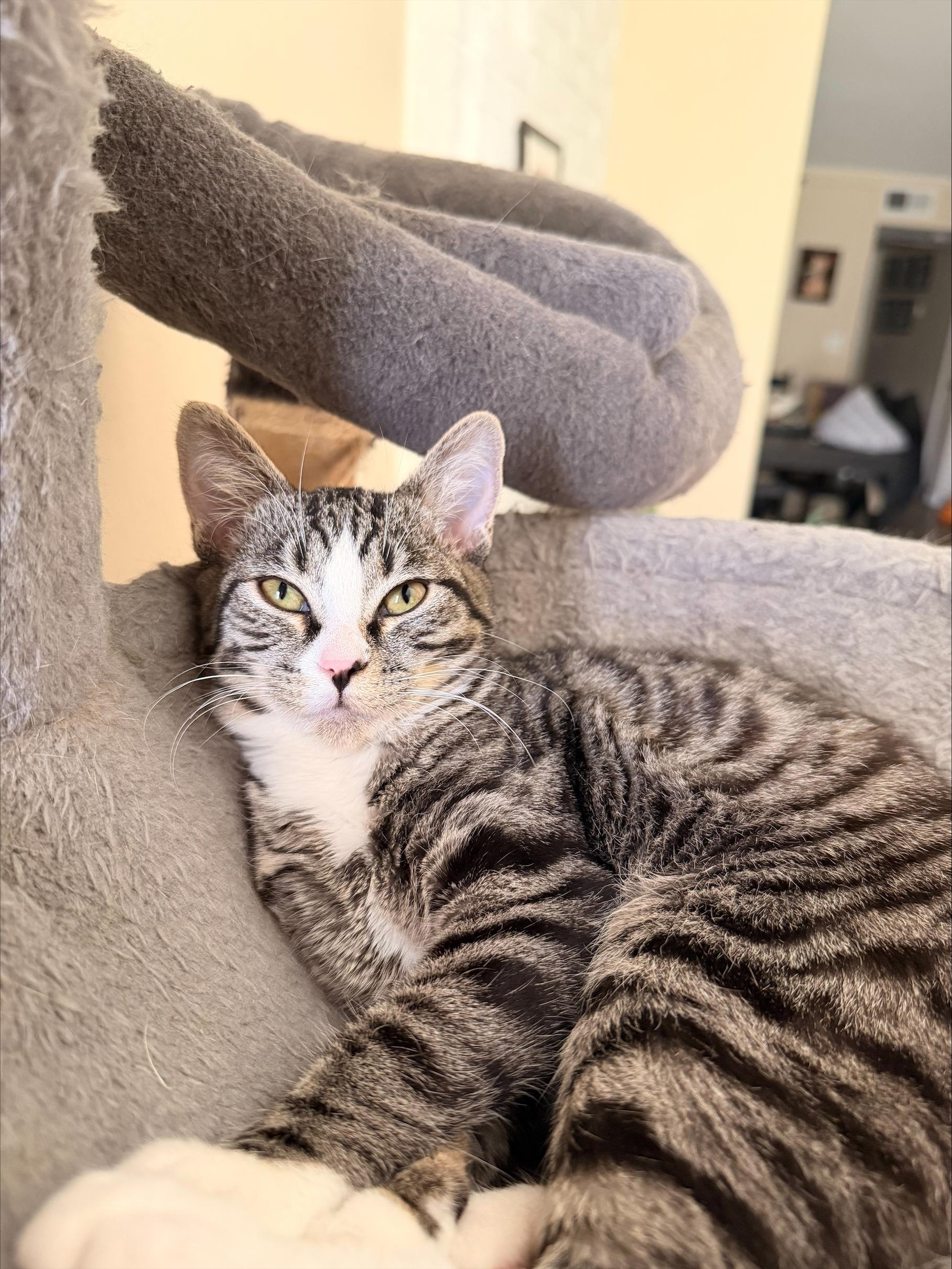 Enlarge Nibbler, an adopted Domestic Short Hair in Davis, CA image 2/6