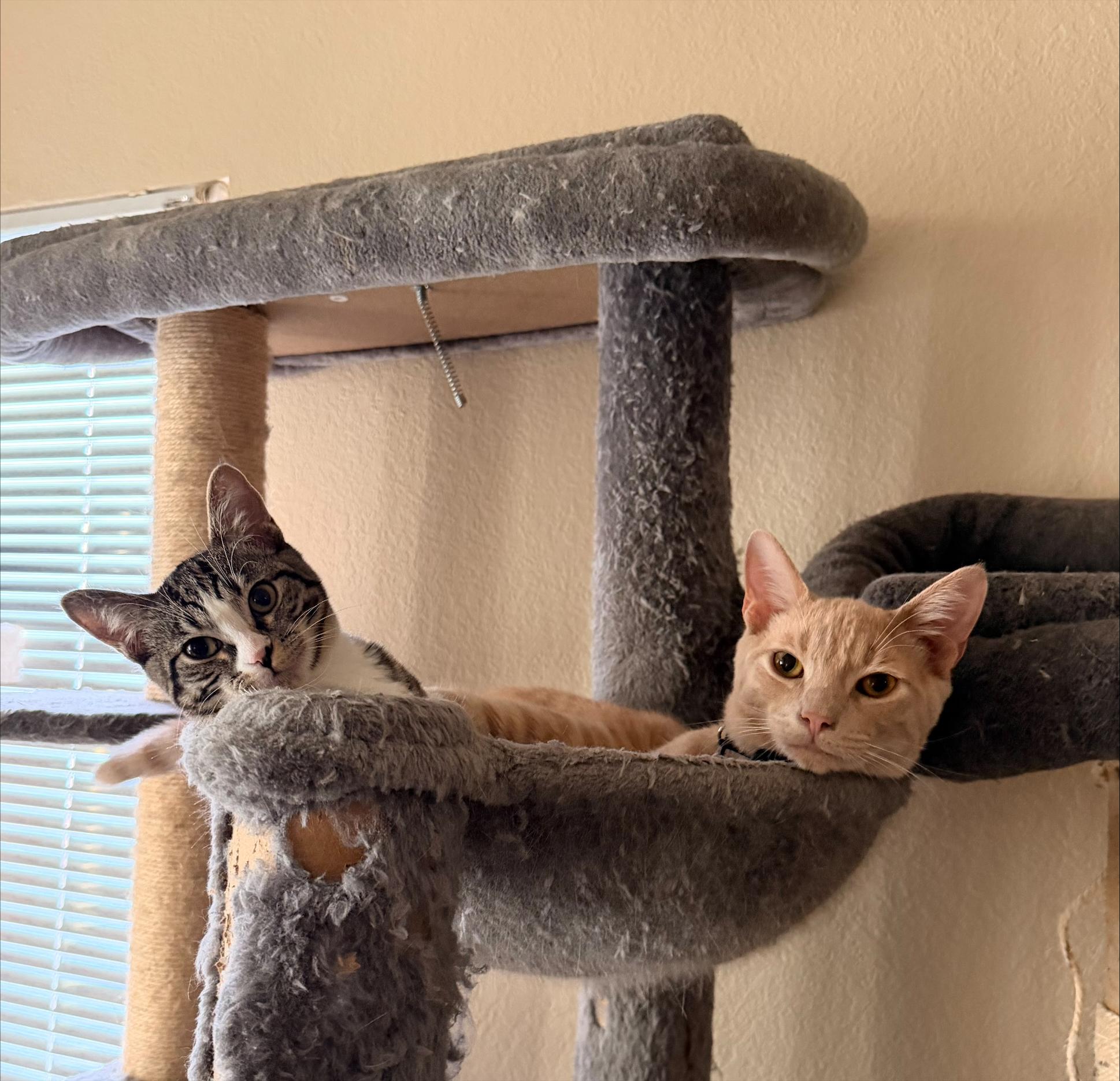 Enlarge Nibbler, an adopted Domestic Short Hair in Davis, CA image 6/6