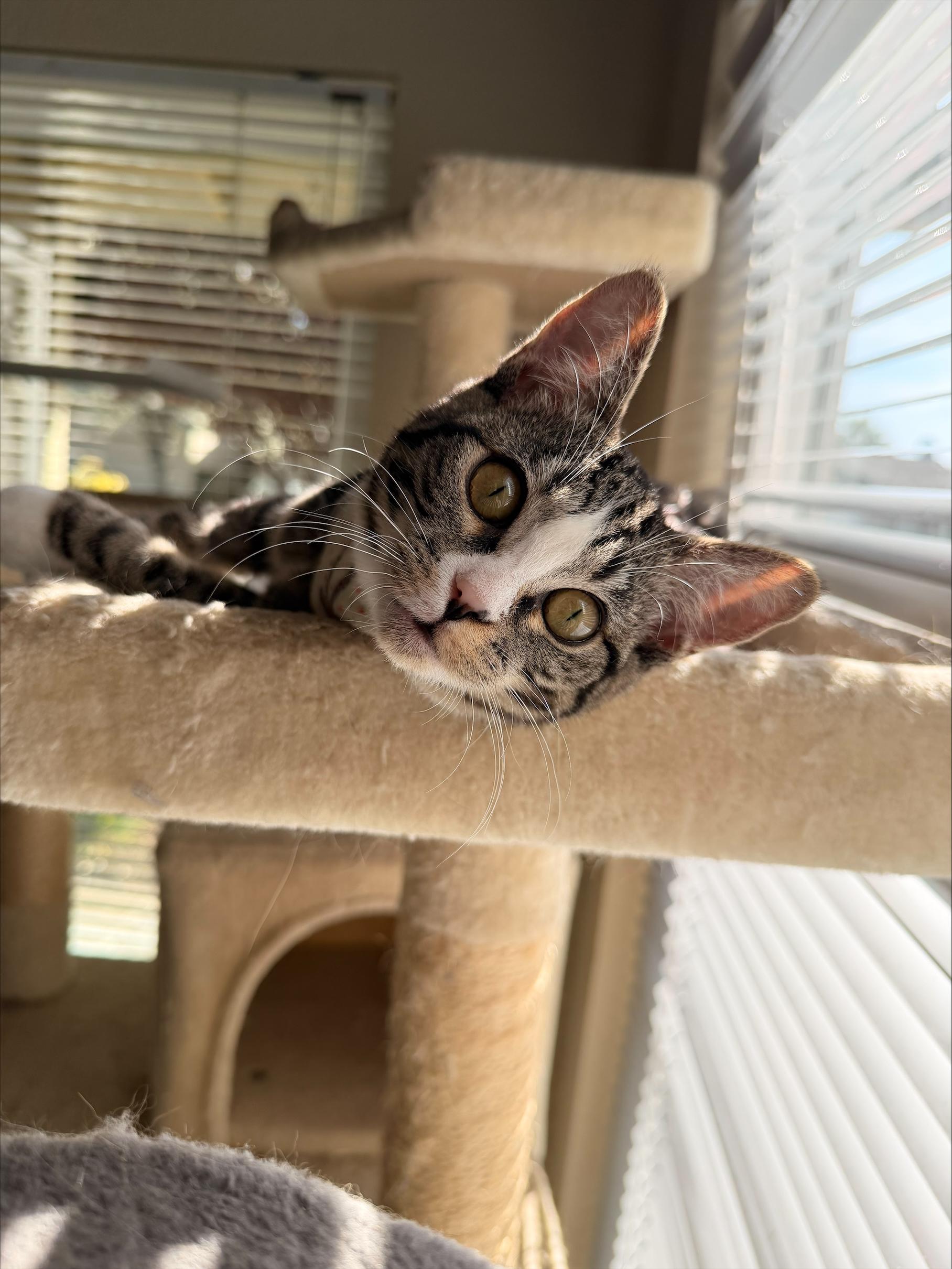 Enlarge Nibbler, an adopted Domestic Short Hair in Davis, CA image 3/6