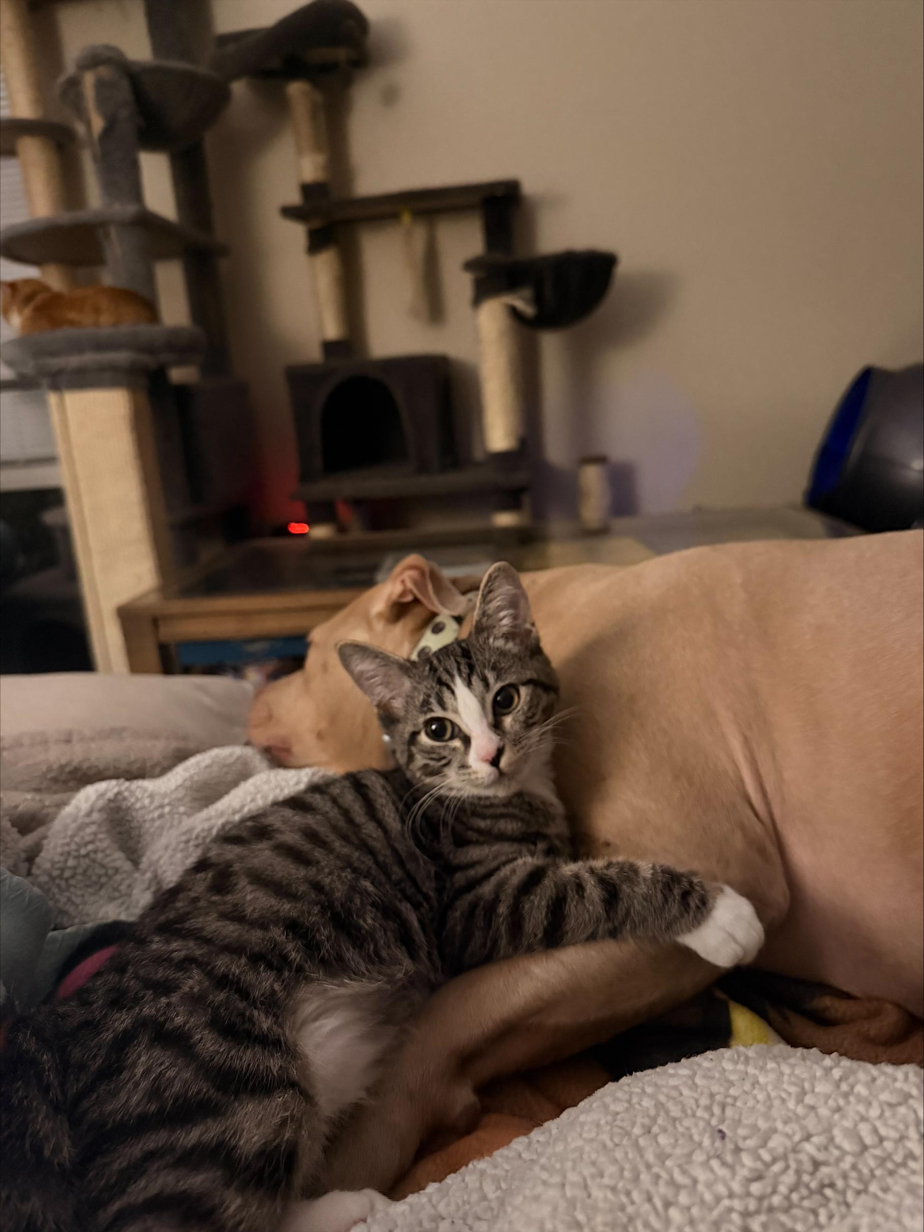 Nibbler, adopted, Kitten Female Domestic Short Hair.