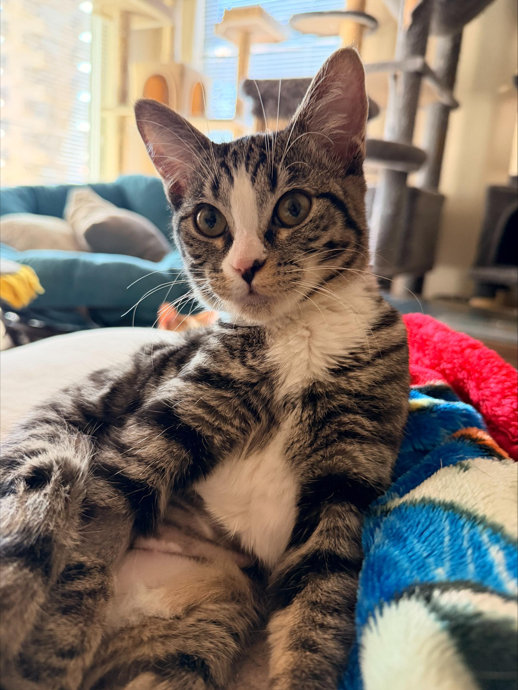 Enlarge Nibbler, an adopted Domestic Short Hair in Davis, CA image 5/6