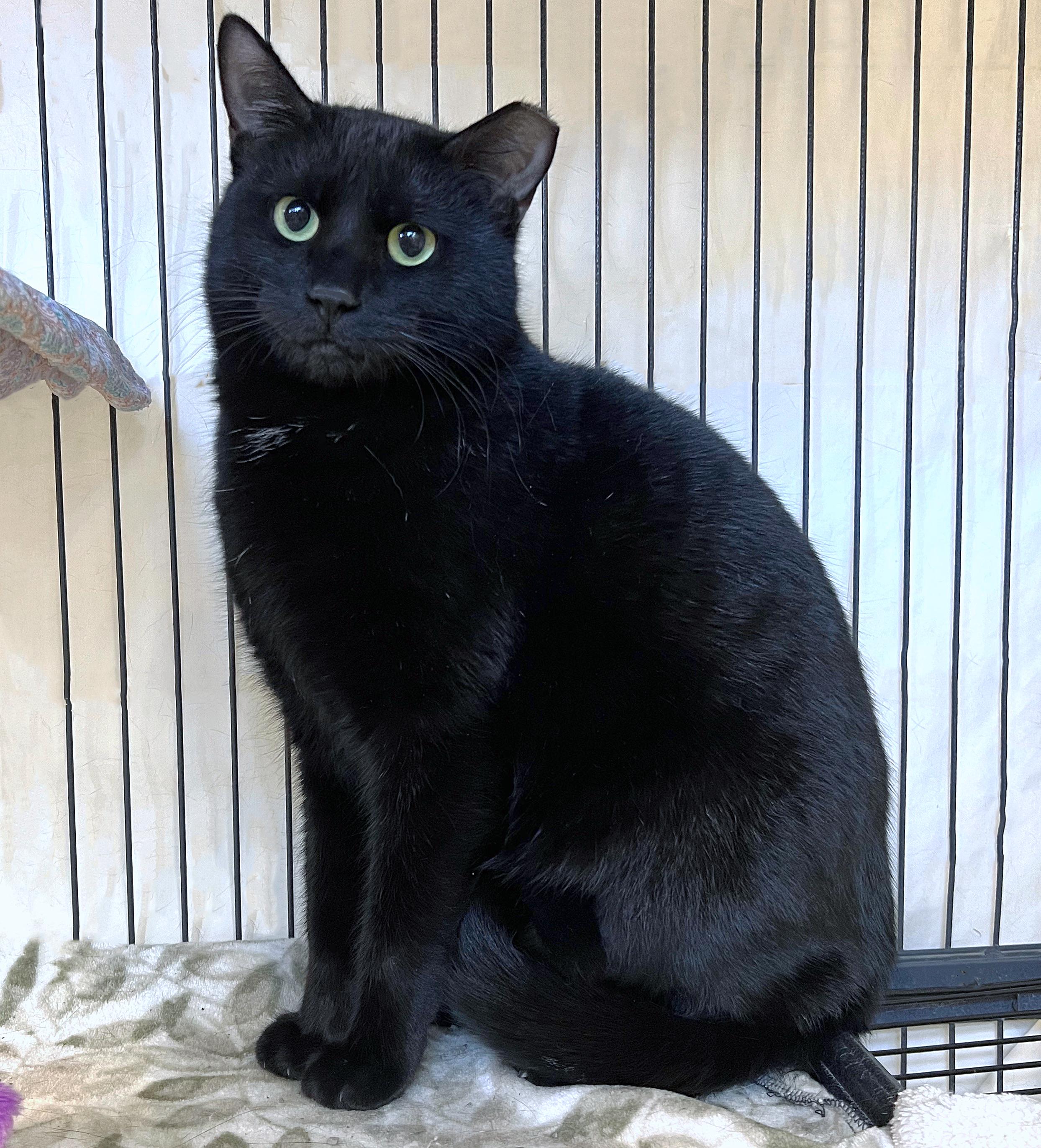 Binx, ADOPTABLE, Young Male Domestic Short Hair.
