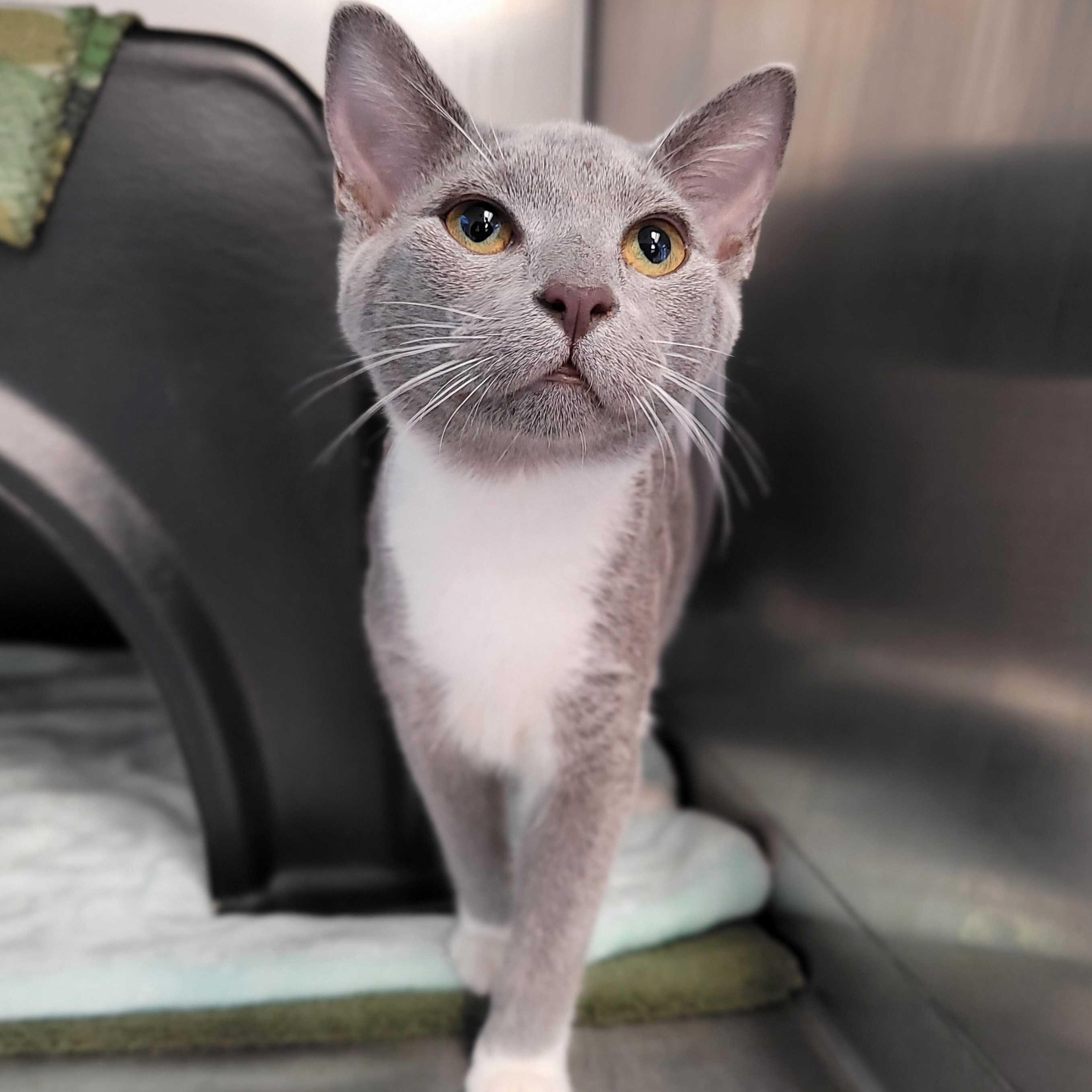 Arya and Lenny (IN TRIAL ADOPTION), ADOPTABLE, Kitten Female Domestic Short Hair.