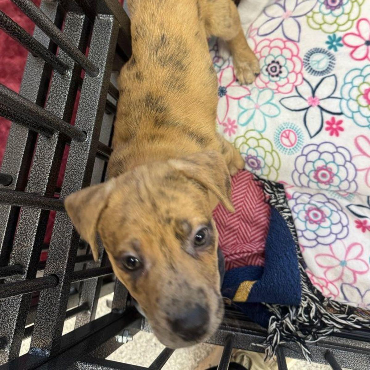 Neo, a Adoptable mixed breed in Lake Havasu City, AZ image 1/3