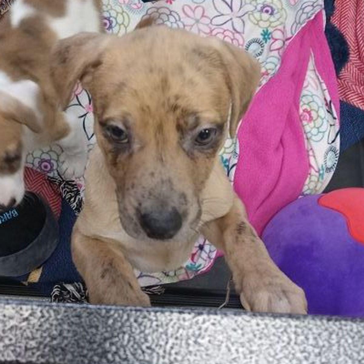 Neo, a Adoptable mixed breed in Lake Havasu City, AZ image 2/3