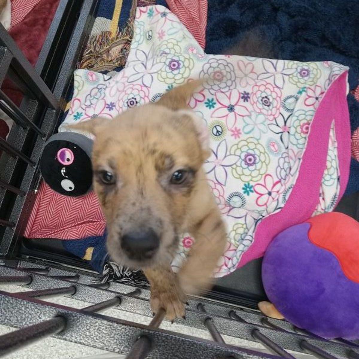 Neo, a Adoptable mixed breed in Lake Havasu City, AZ image 3/3