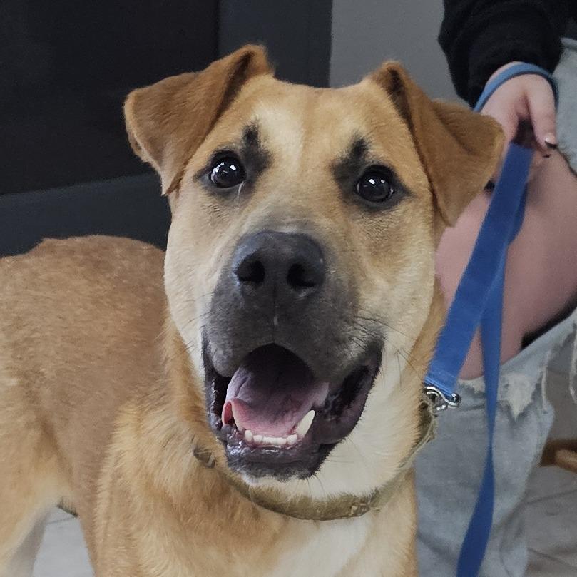 Gibbs, Adoptable, Young Male Mixed Breed.