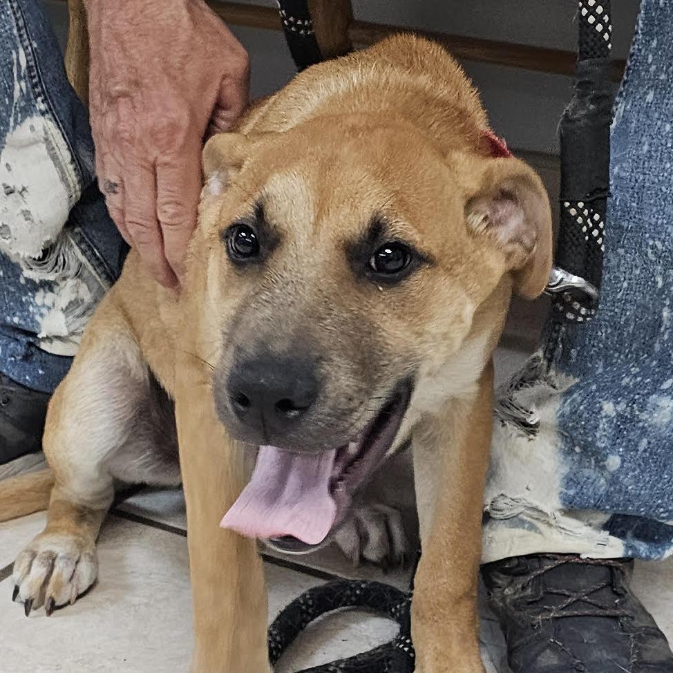 Enlarge Gibbs, a Adoptable Mixed Breed in Camden, DE image 2/2