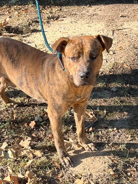 Enlarge Bennett, a Adoptable mixed breed in Chelmsford, MA image 3/5