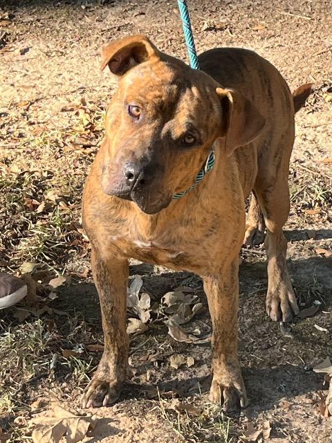 Enlarge Bennett, a Adoptable mixed breed in Chelmsford, MA image 5/5