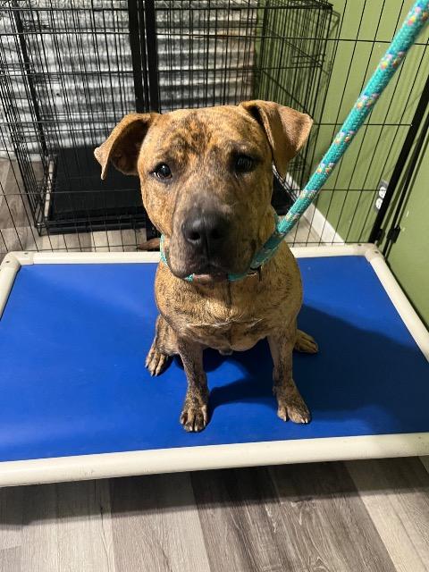 Enlarge Bennett, a Adoptable mixed breed in Chelmsford, MA image 4/5