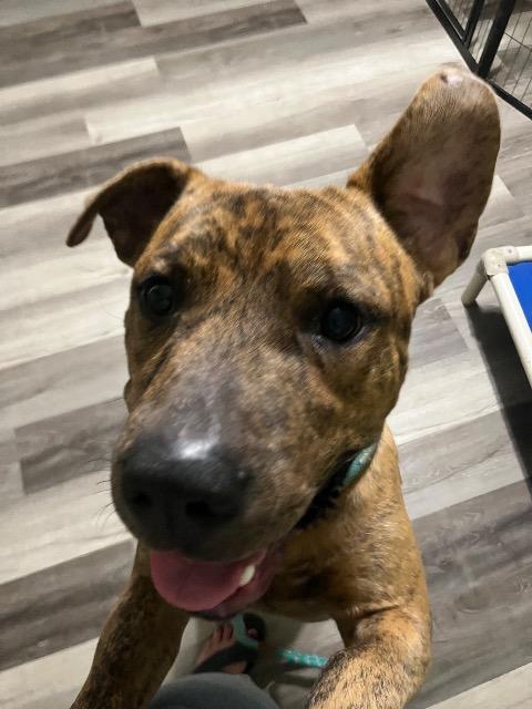 Enlarge Bennett, a Adoptable mixed breed in Chelmsford, MA image 2/5