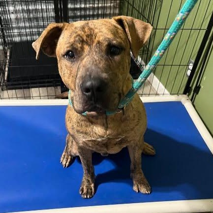 Enlarge Bennett, a Adoptable mixed breed in Chelmsford, MA image 1/5