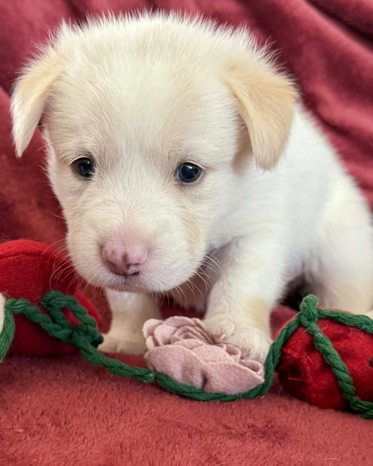 Enlarge Louie, a Adopted mixed breed in Corona, CA image 1/3