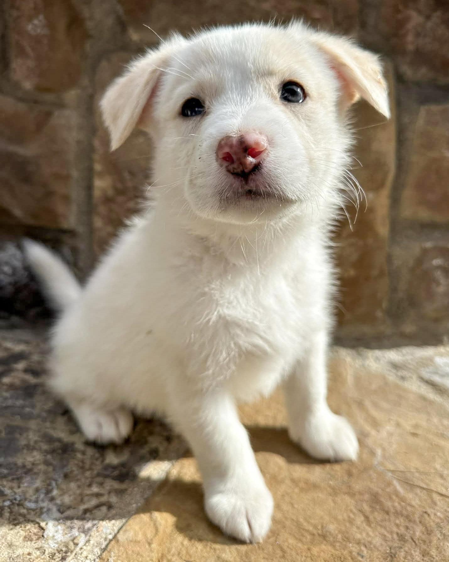 Enlarge Louie, a Adopted mixed breed in Corona, CA image 2/3