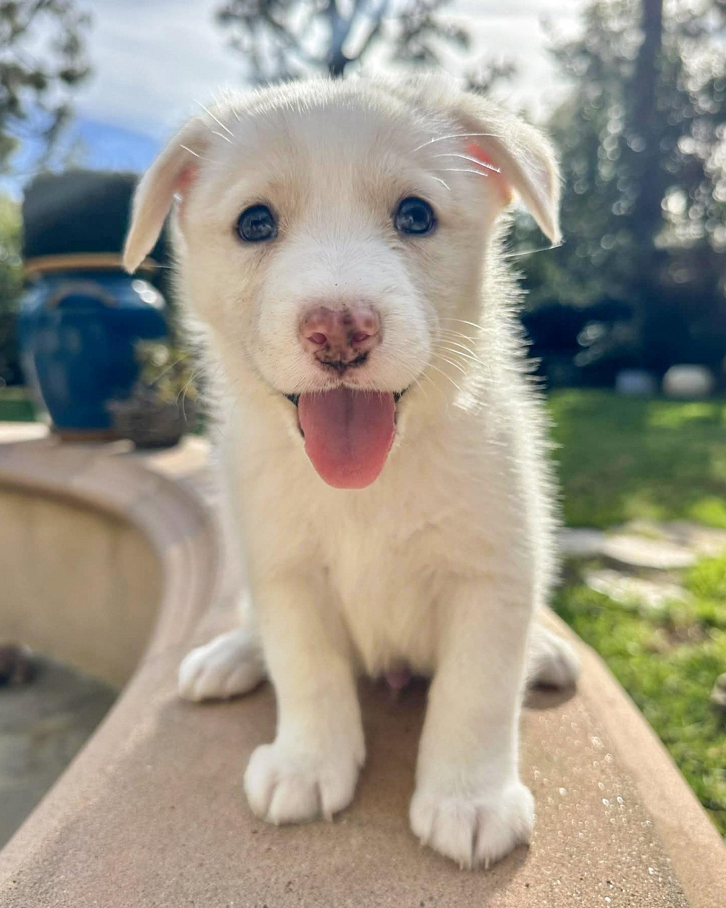 Enlarge Louie, a Adopted mixed breed in Corona, CA image 3/3