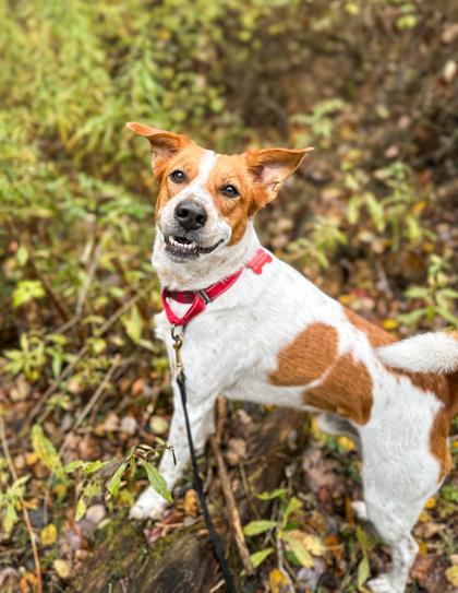 Enlarge Cody, a Adoptable Mixed Breed in Jamestown, NY image 1/6