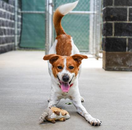 Enlarge Cody, a Adoptable Mixed Breed in Jamestown, NY image 1/2