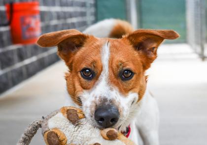 Enlarge Cody, a Adoptable Mixed Breed in Jamestown, NY image 2/3