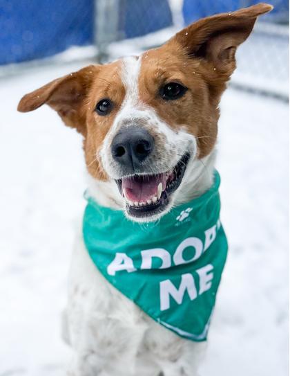 Enlarge Cody, a Adoptable Mixed Breed in Jamestown, NY image 6/6