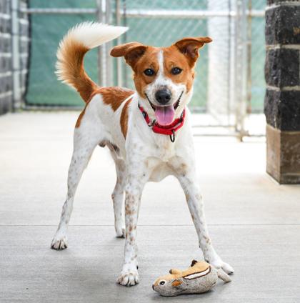 Enlarge Cody, a Adoptable Mixed Breed in Jamestown, NY image 3/3