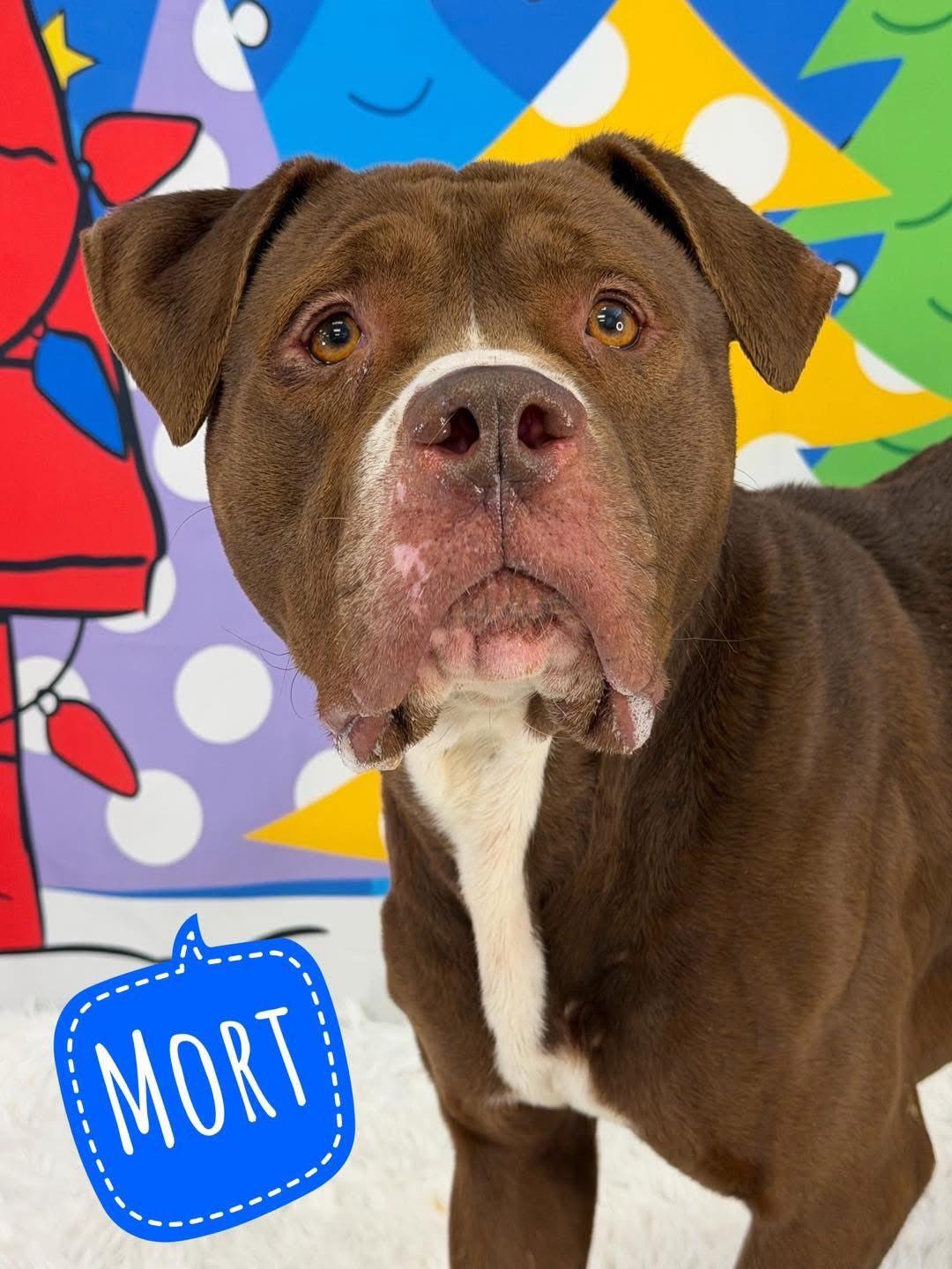 Enlarge Mort, a ADOPTABLE Mixed Breed in Flint, MI image 1/1