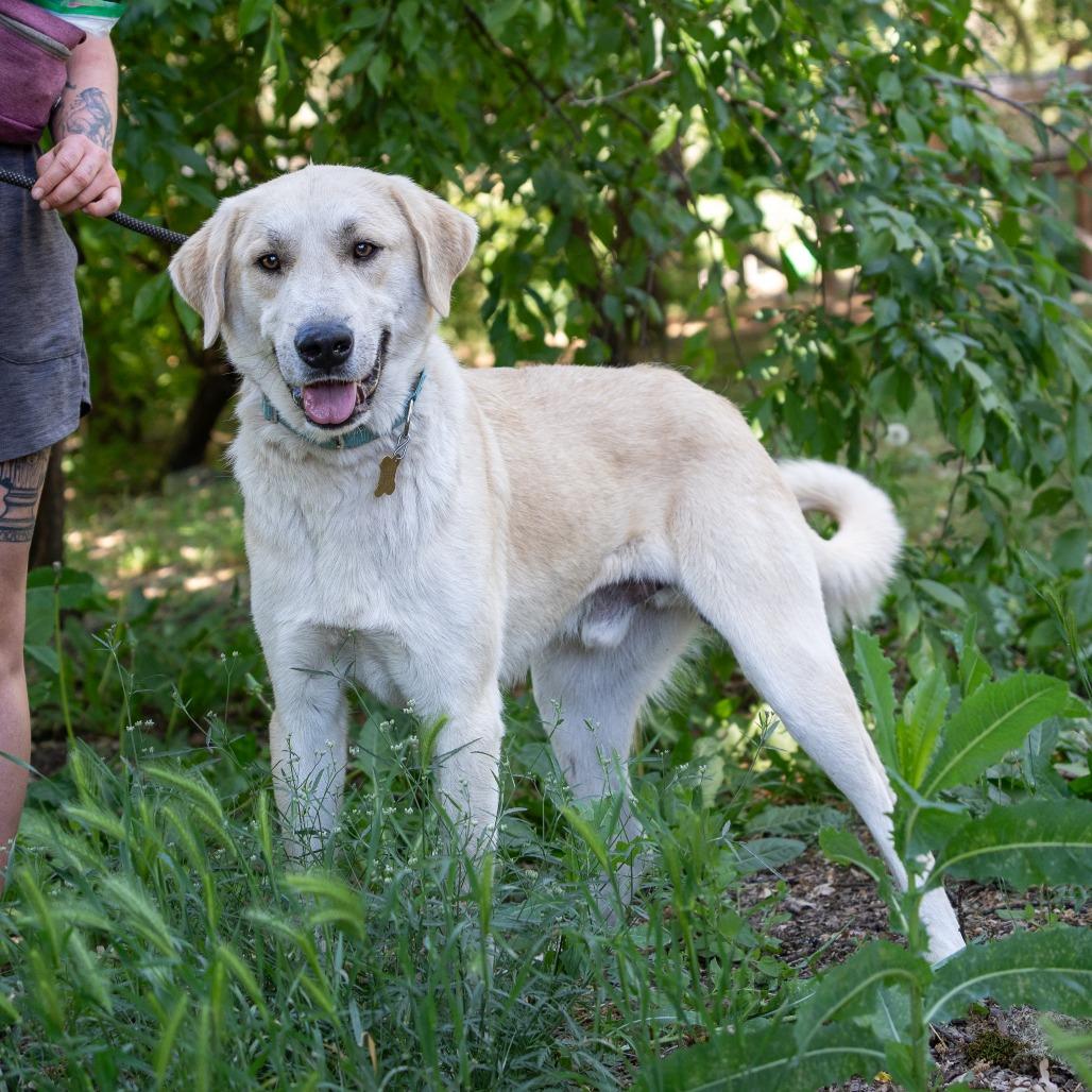 STANLEY, a Adoptable mixed breed in Point Richmond, CA image 1/4