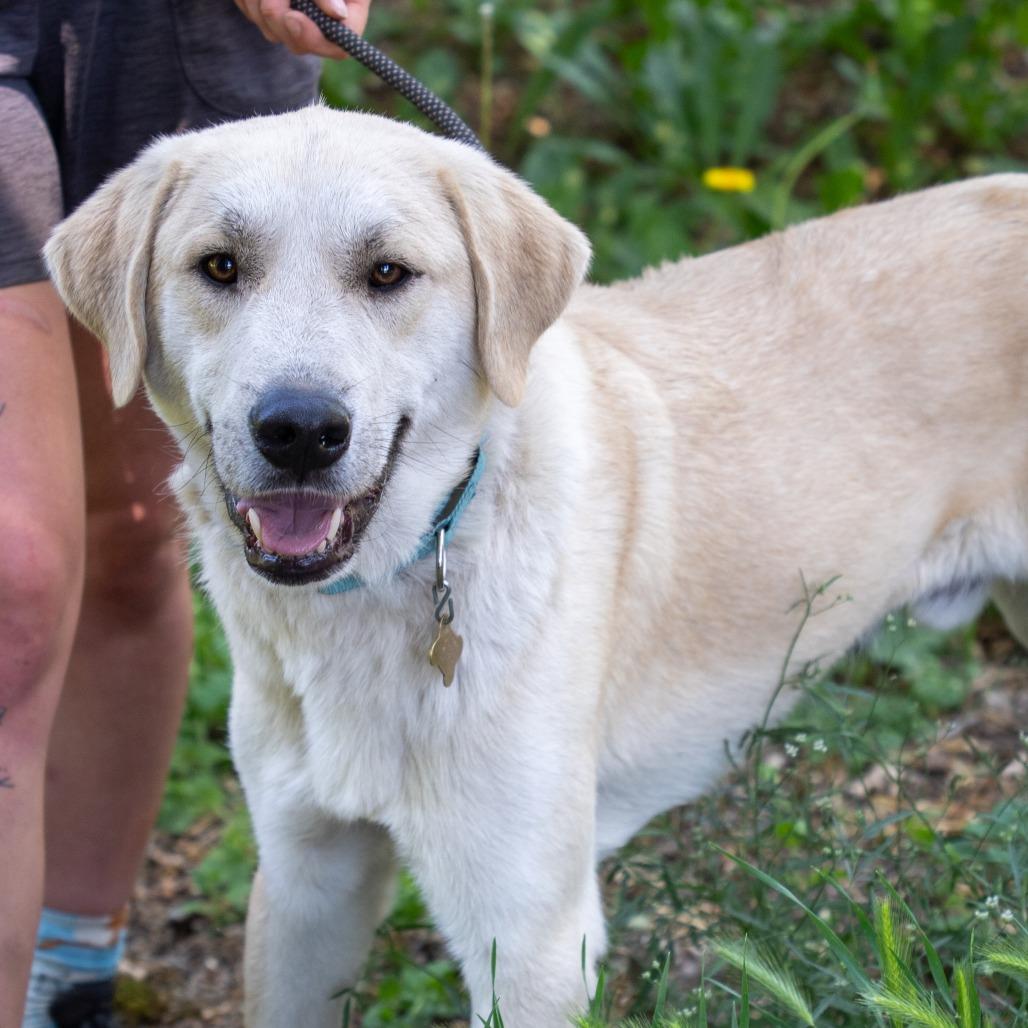 STANLEY, a Adoptable mixed breed in Point Richmond, CA image 2/4