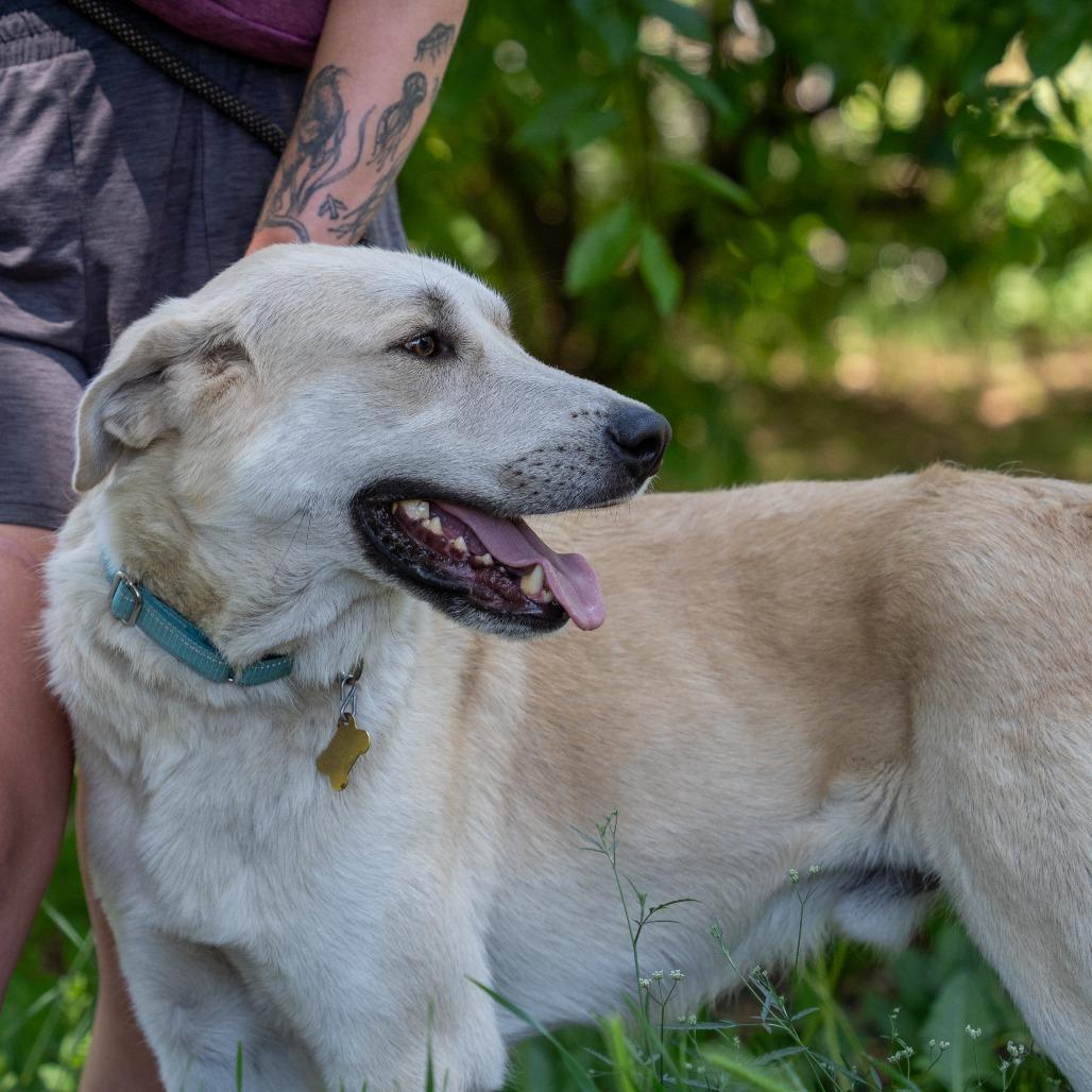 STANLEY, a Adoptable mixed breed in Point Richmond, CA image 3/4