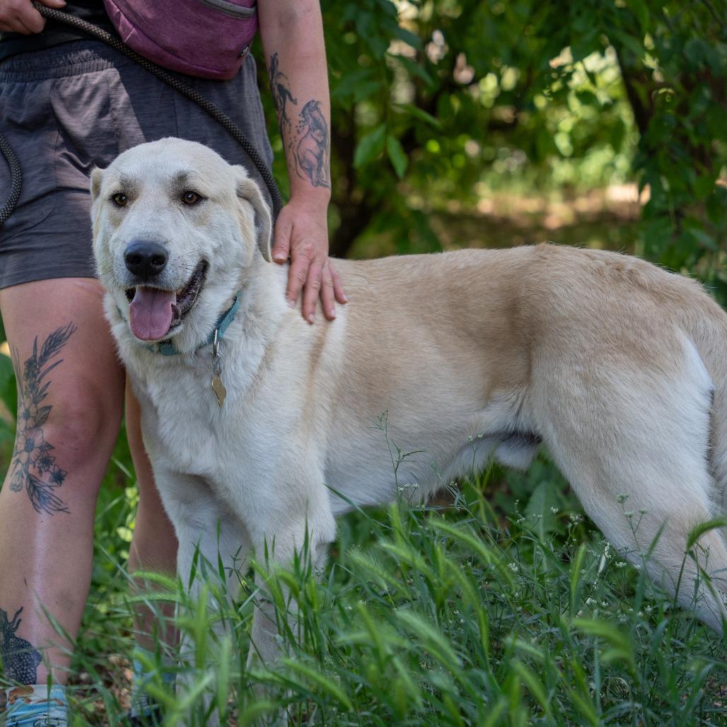 STANLEY, a Adoptable mixed breed in Point Richmond, CA image 4/4