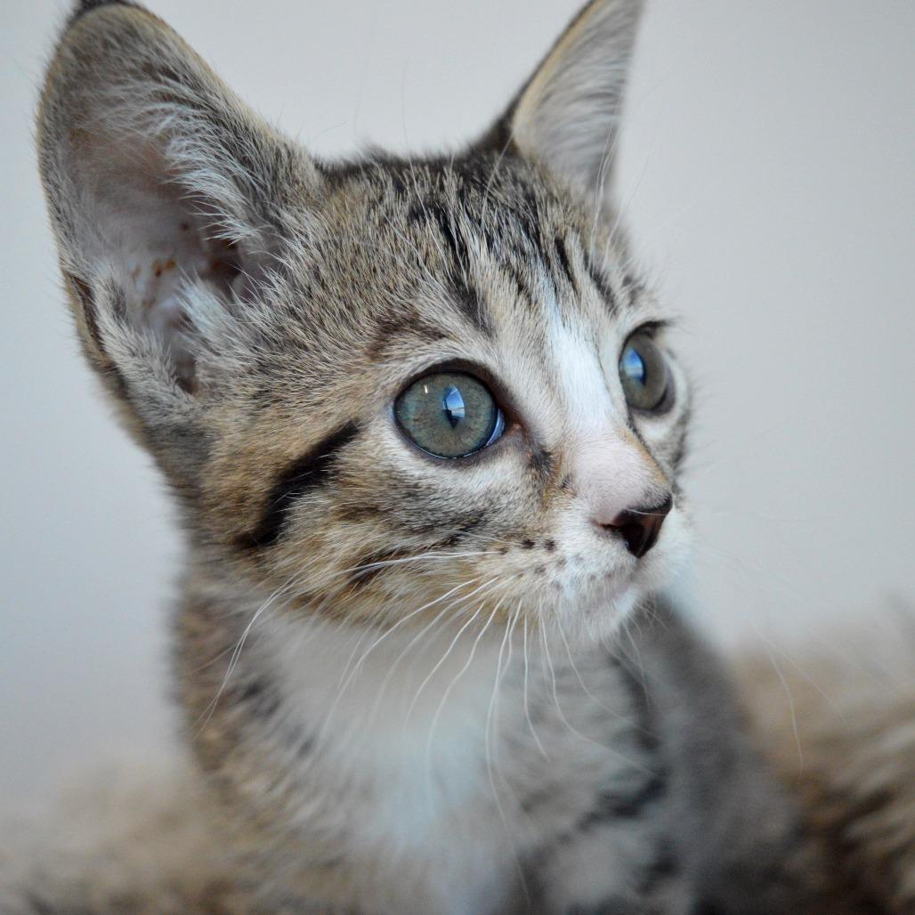 Finch, a Adoptable Domestic Short Hair in North Battleford, SK image 1/3