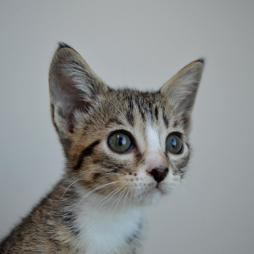 Finch, a Adoptable Domestic Short Hair in North Battleford, SK image 3/3