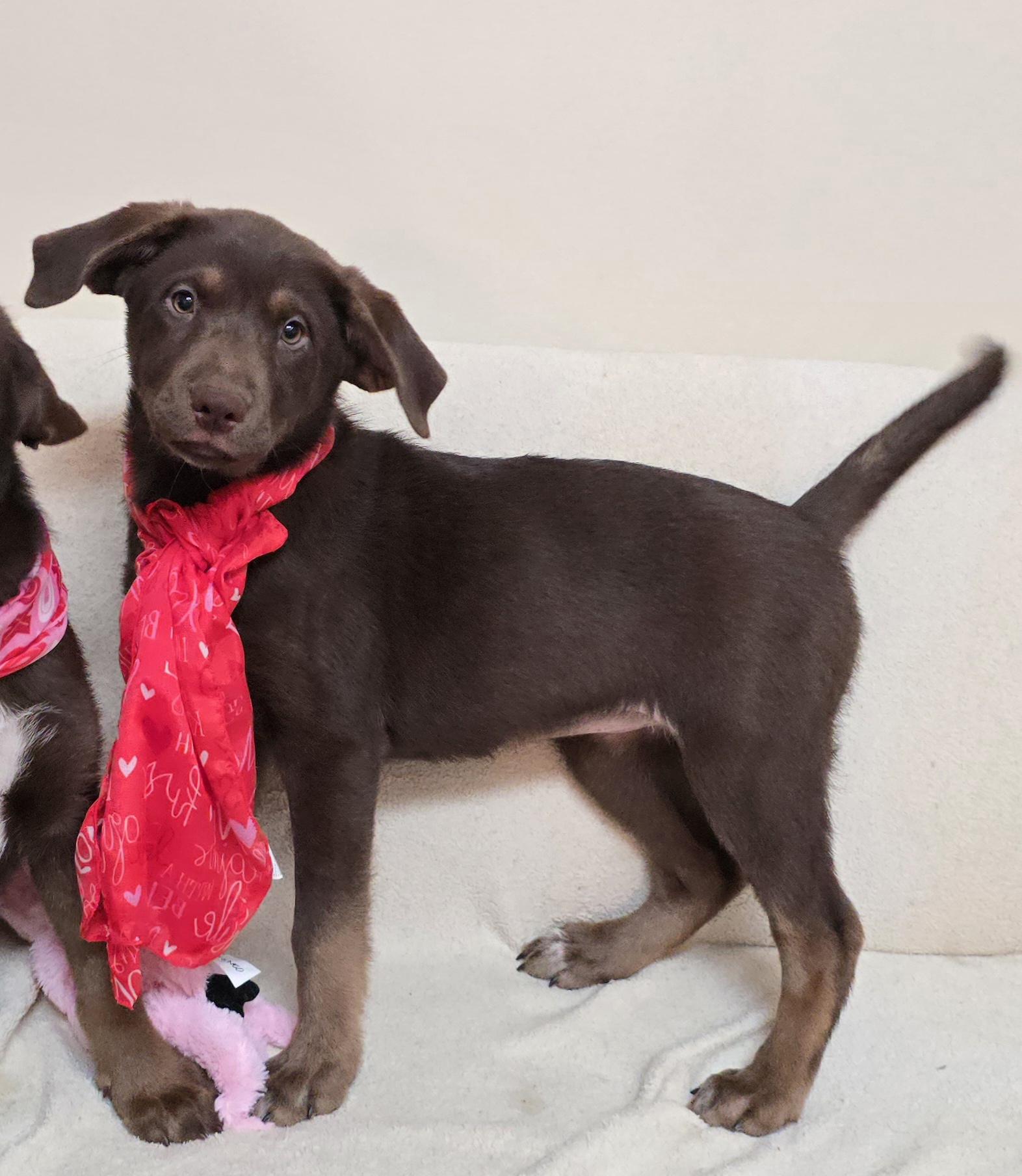 Enlarge Mocha, a ADOPTABLE mixed breed in Terre Haute, IN image 3/4