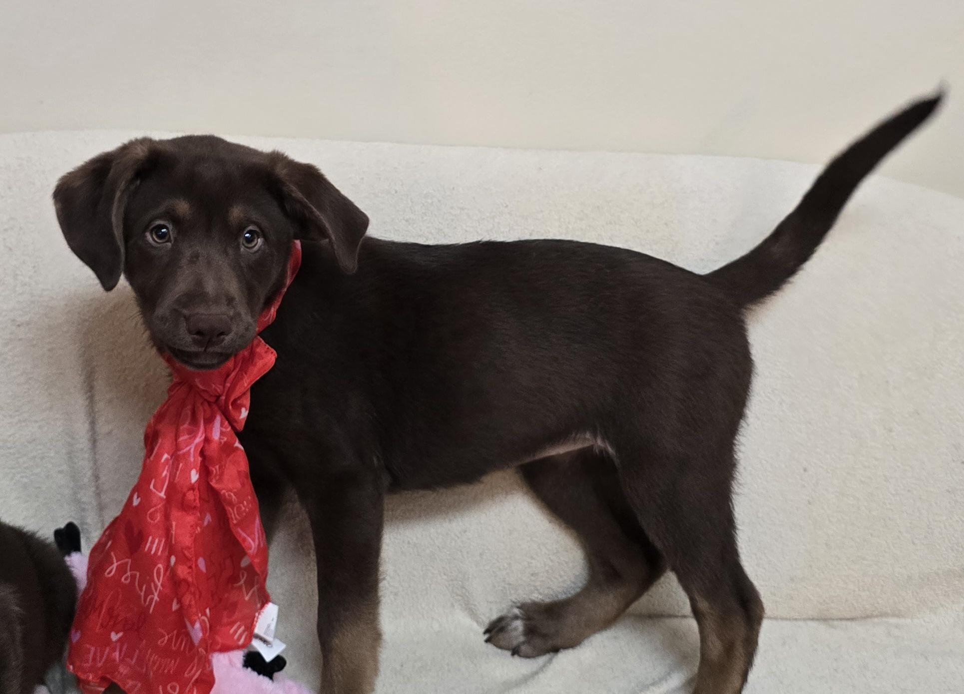 Enlarge Mocha, a ADOPTABLE mixed breed in Terre Haute, IN image 2/4