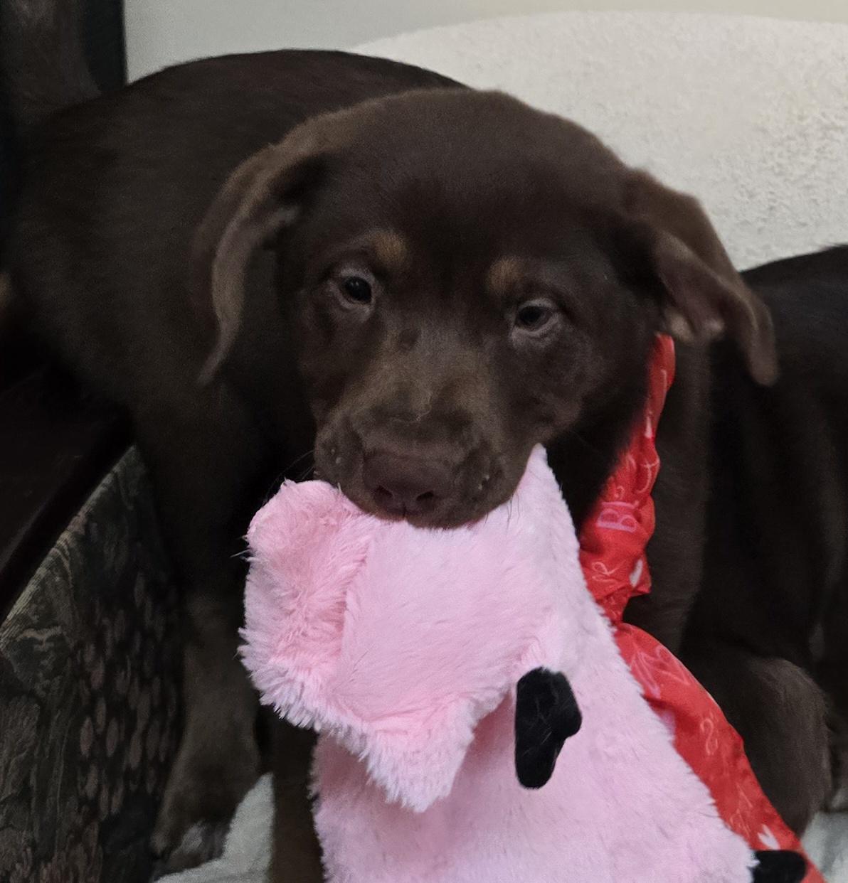 Enlarge Mocha, a ADOPTABLE mixed breed in Terre Haute, IN image 4/4
