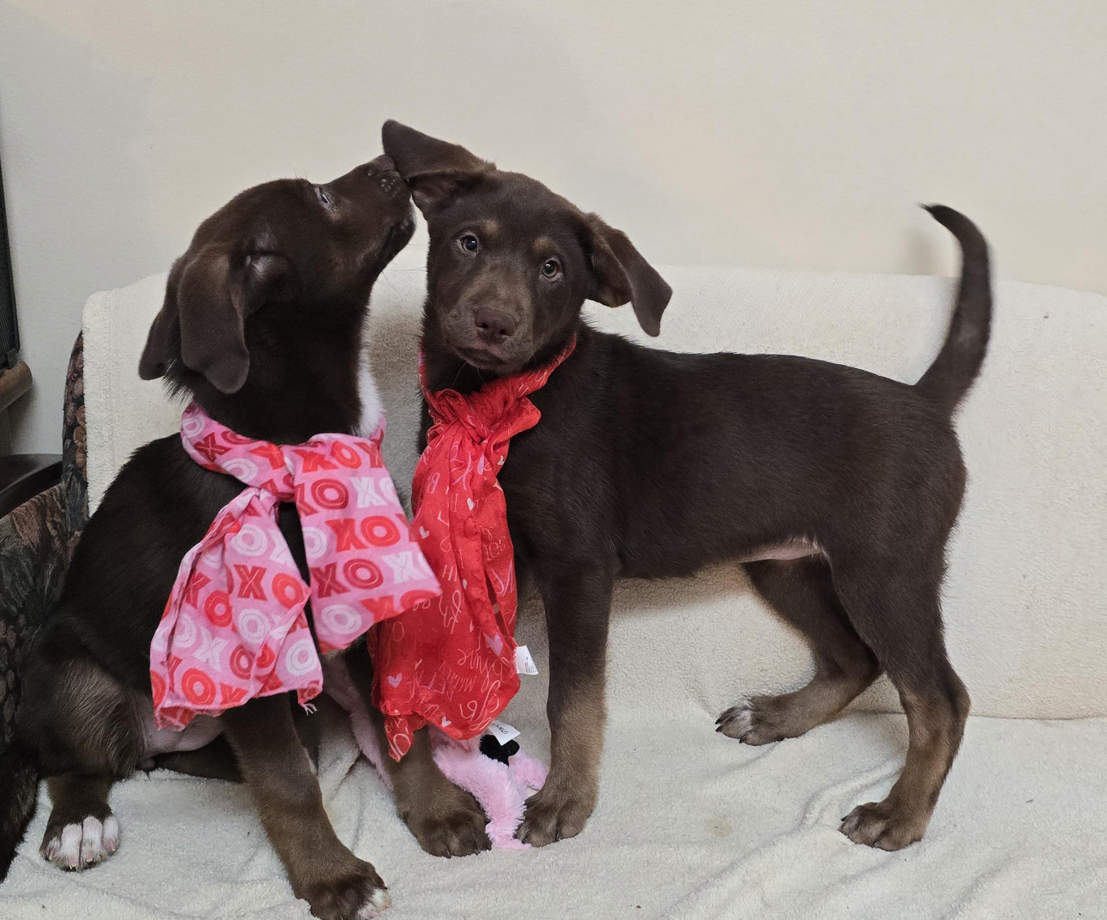 Enlarge Mocha, a ADOPTABLE mixed breed in Terre Haute, IN image 1/4